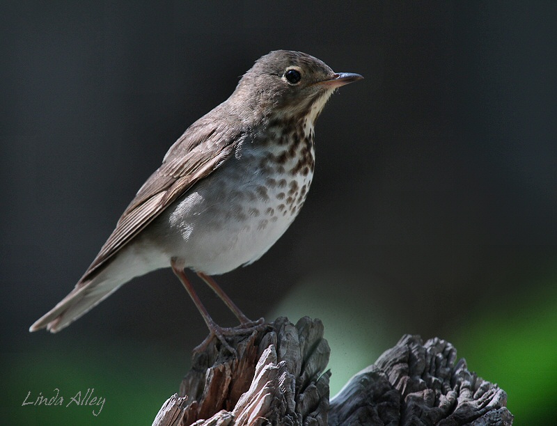 IMG_5592 swainsons thrush.jpg