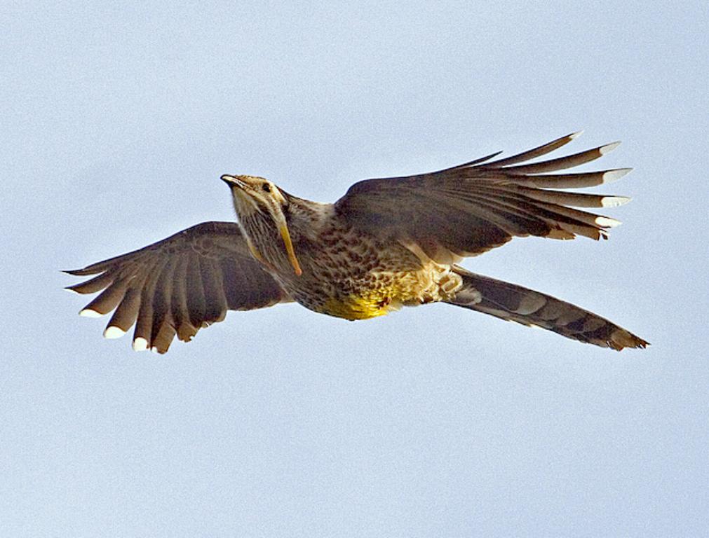 Yellow Wattlebird