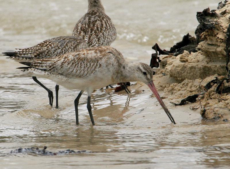 Bar-tailed Godwit