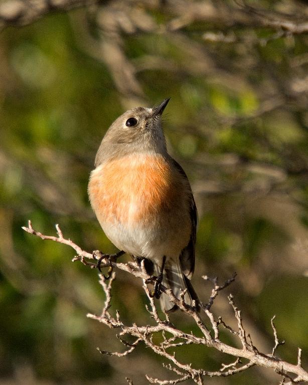 Scarlet Robin (female)