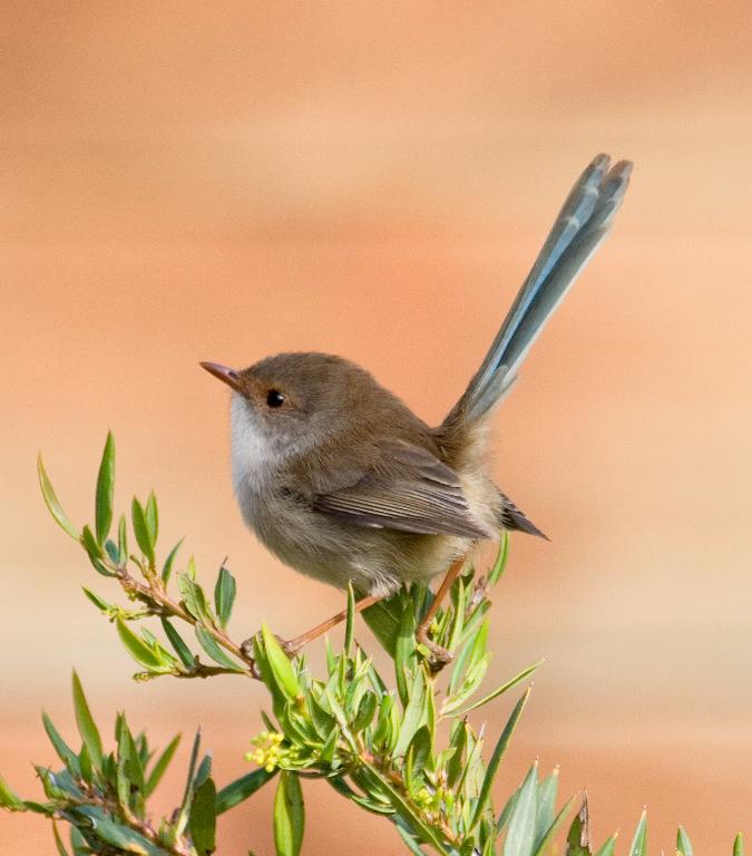 Superb Fairy-wren