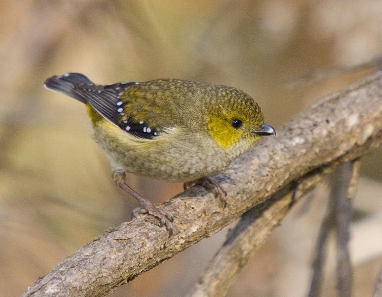 Forty-spotted Pardalote