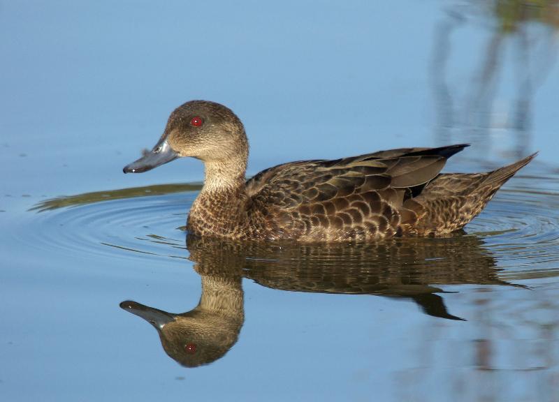 Chestnut Teal