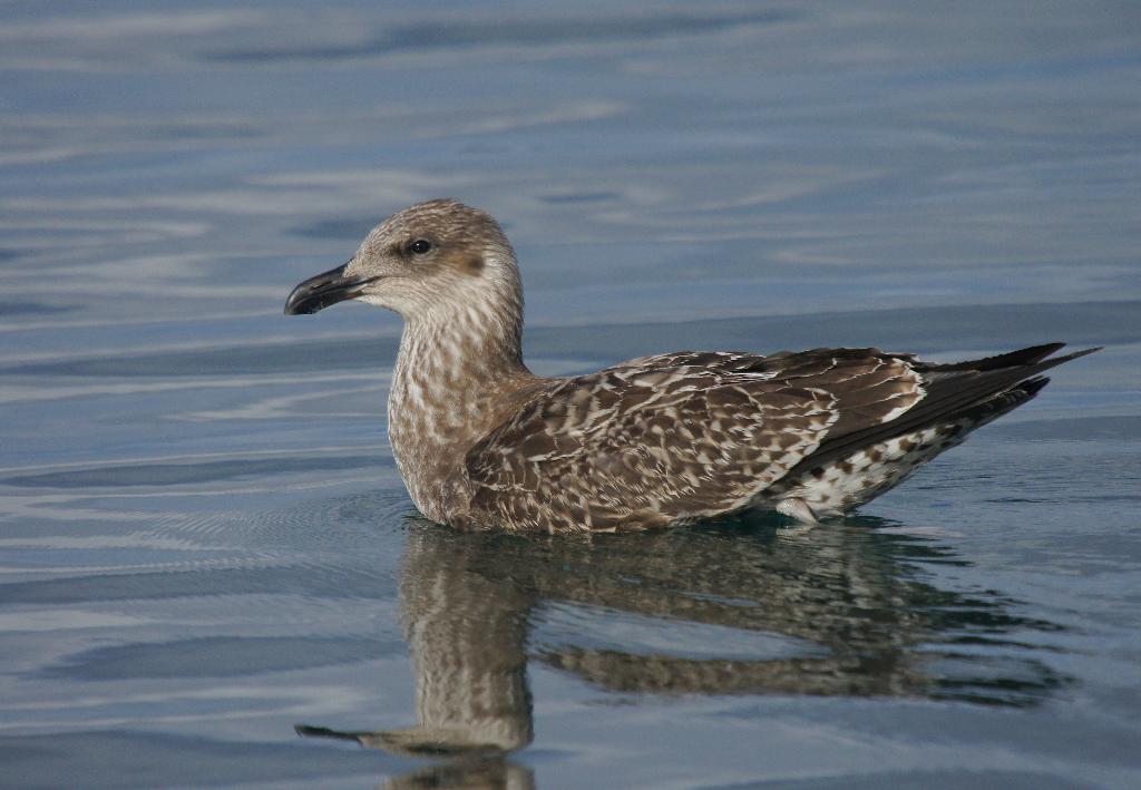 Kelp Gull  (juvenile)