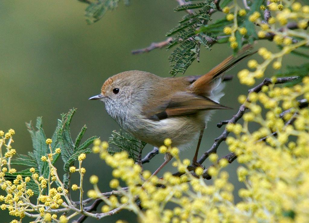 Tasmanian Thornbill