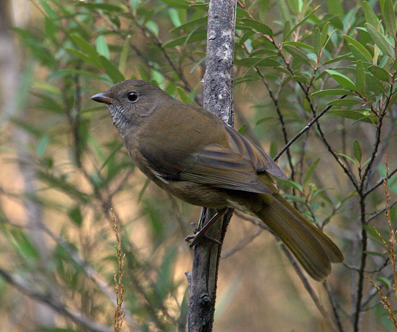 Olive Whistler (female)