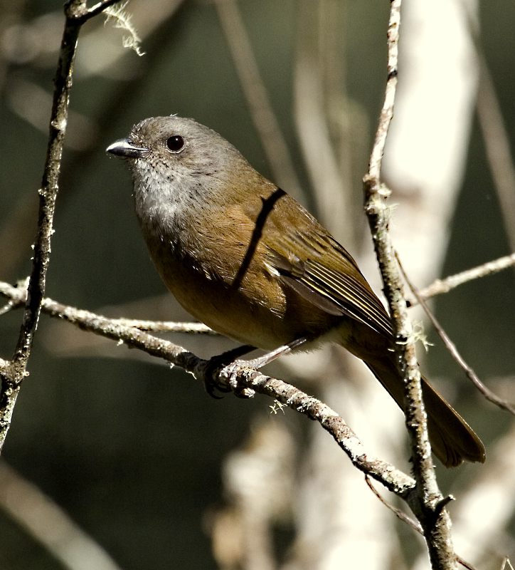Olive Whistler (male)