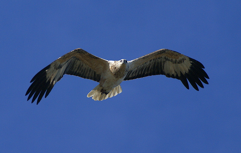 White-bellied Sea Eagle (imm.)