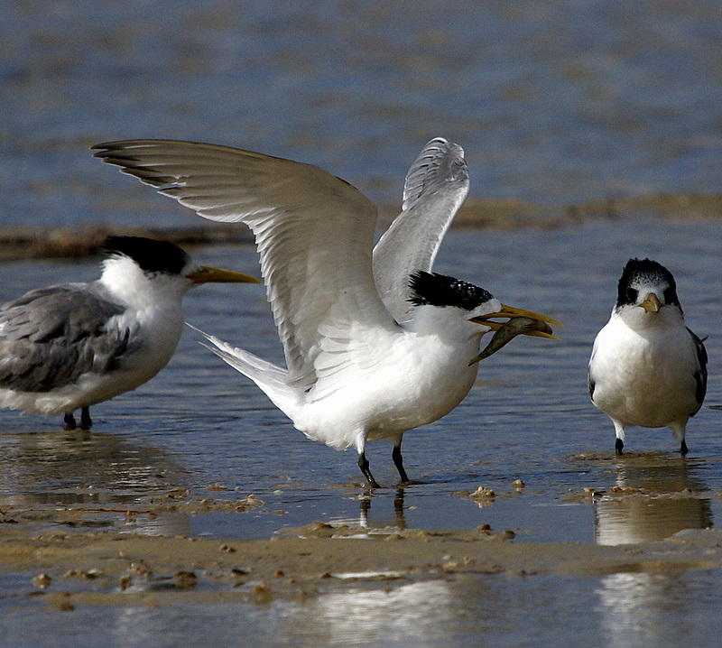 Crested Tern