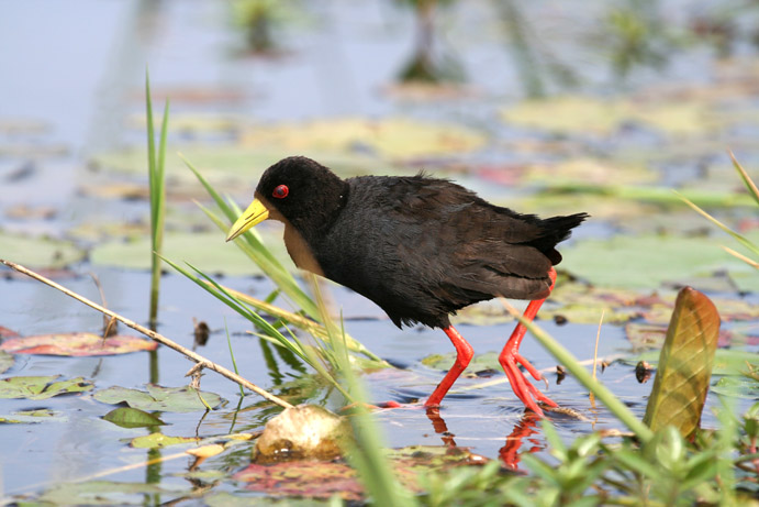 Black Crake