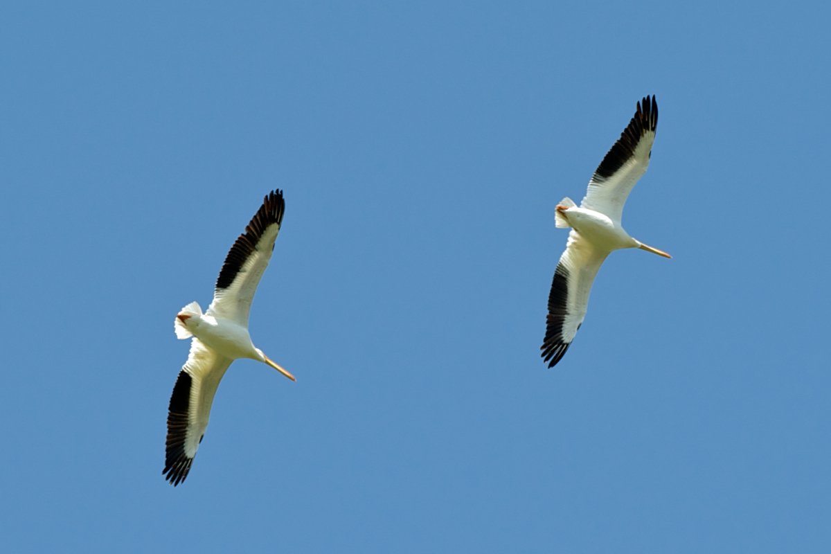 White Pelicans overhead