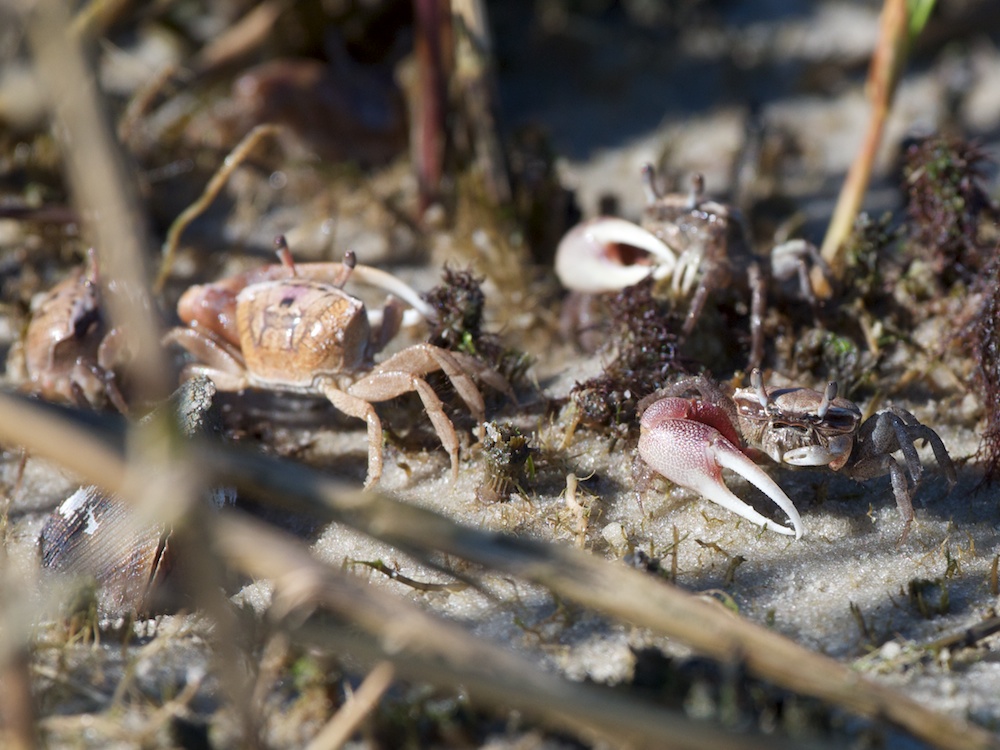 Sand Fiddler Crab