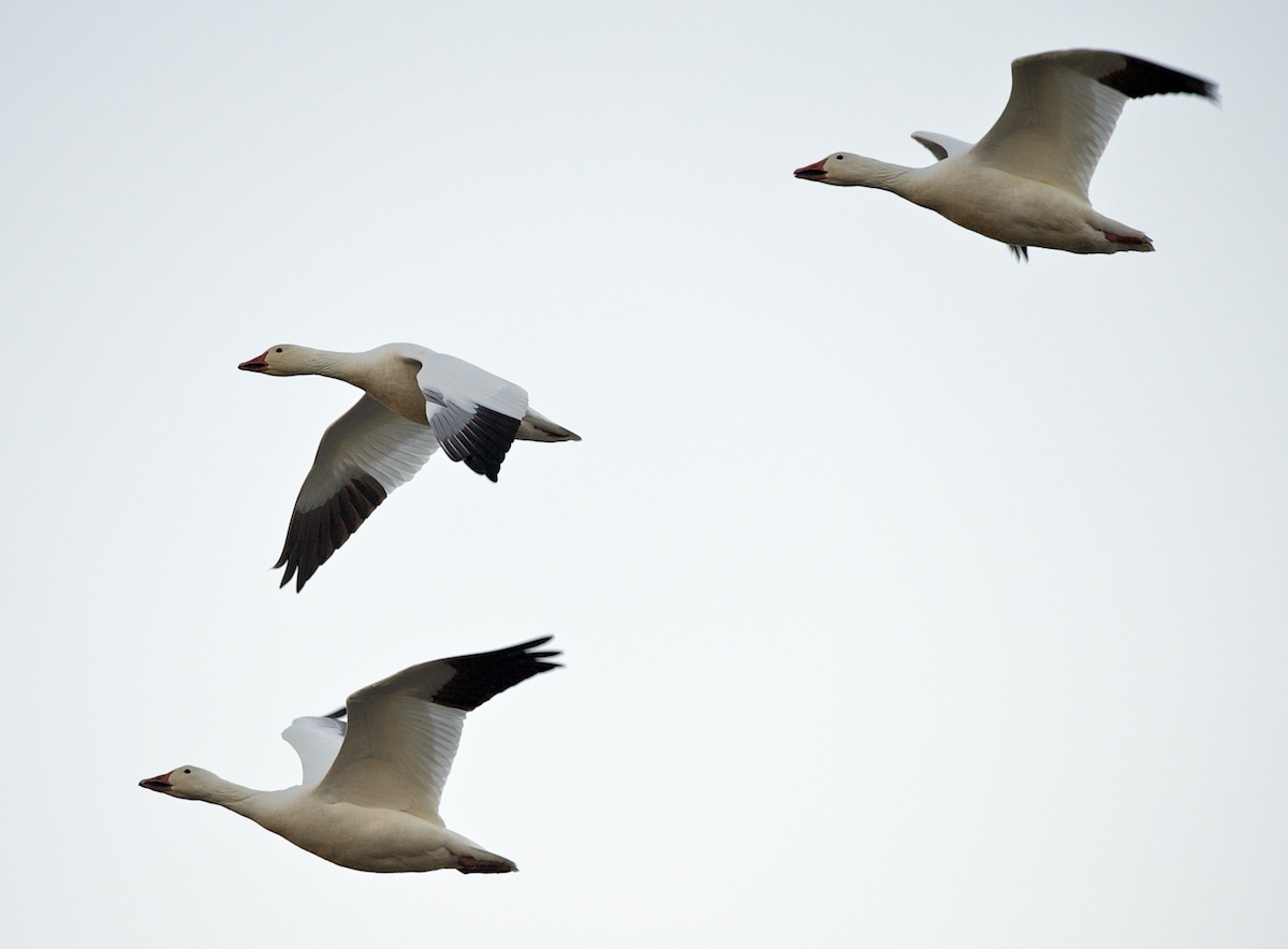 Snow Geese