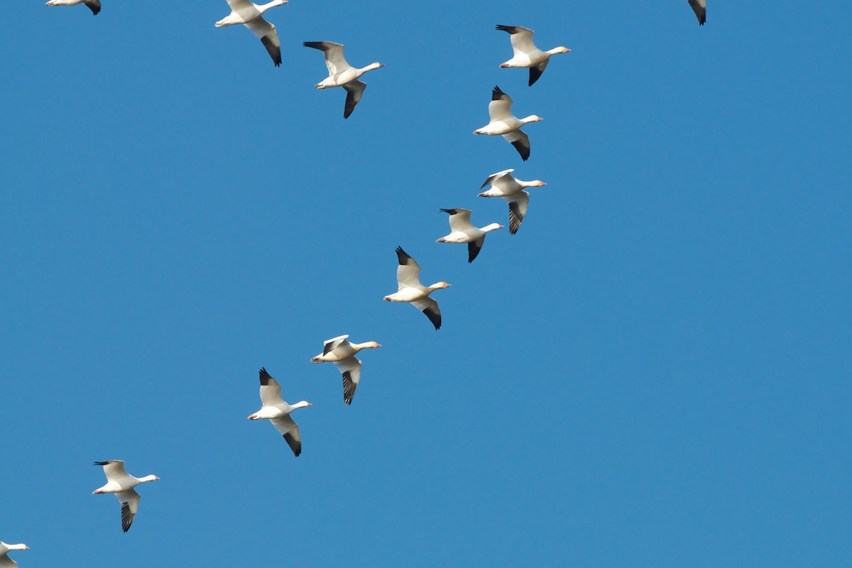 Snow Geese