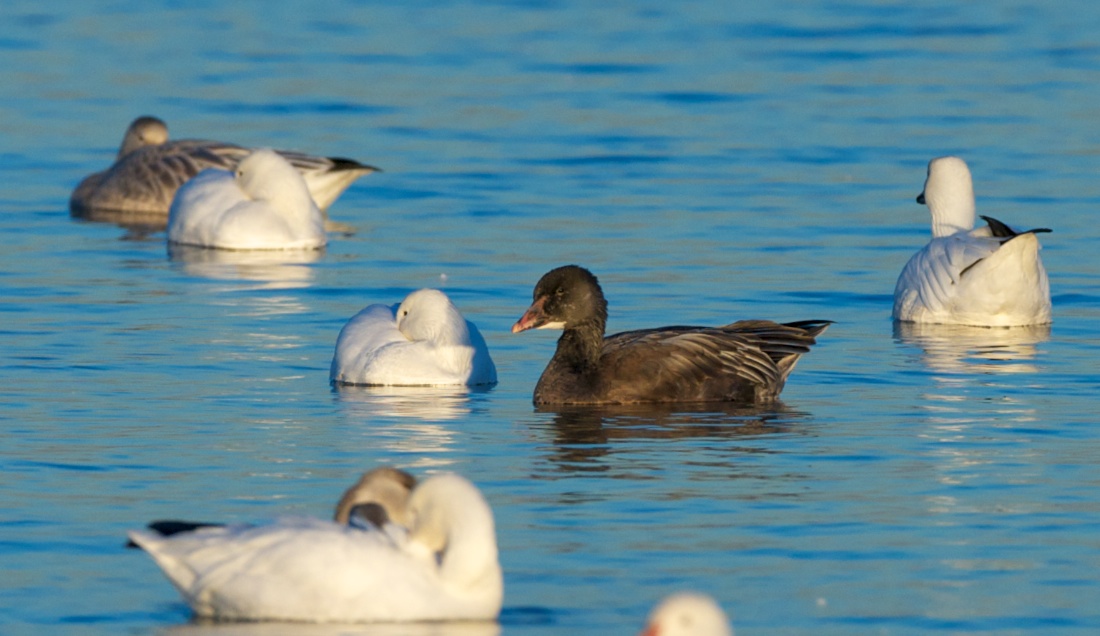 Snow Goose dark-morph juvenile