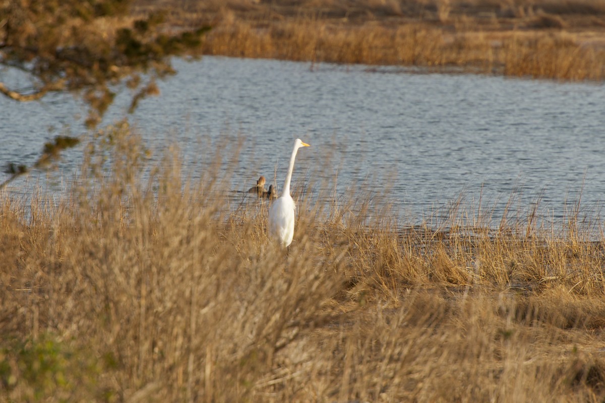 Saw one Great Egret at first