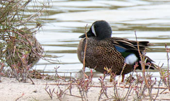Blue-Winged Teal pair, Sanibel Bailey Tract