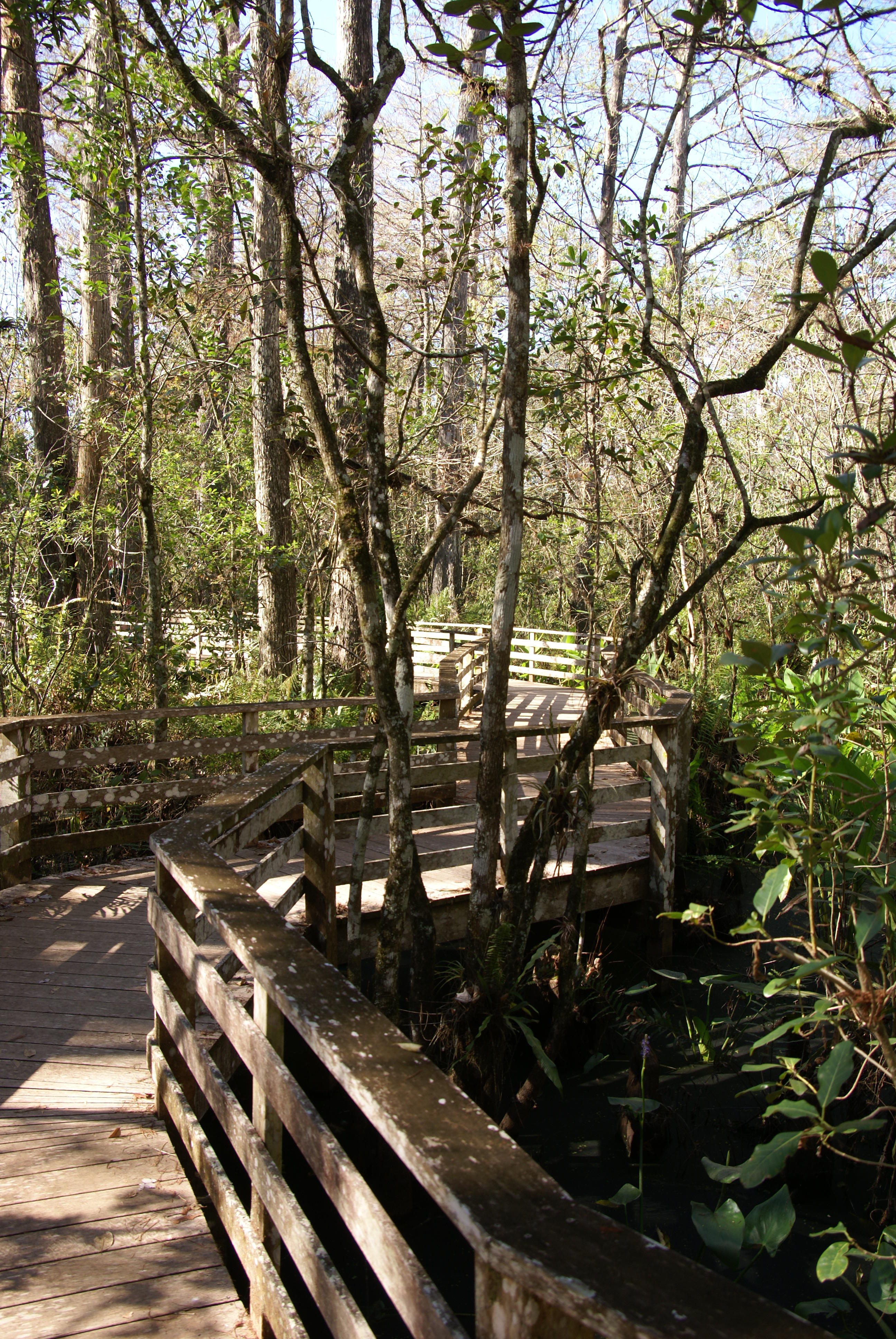 Corkscrew Swamp Sanctuary