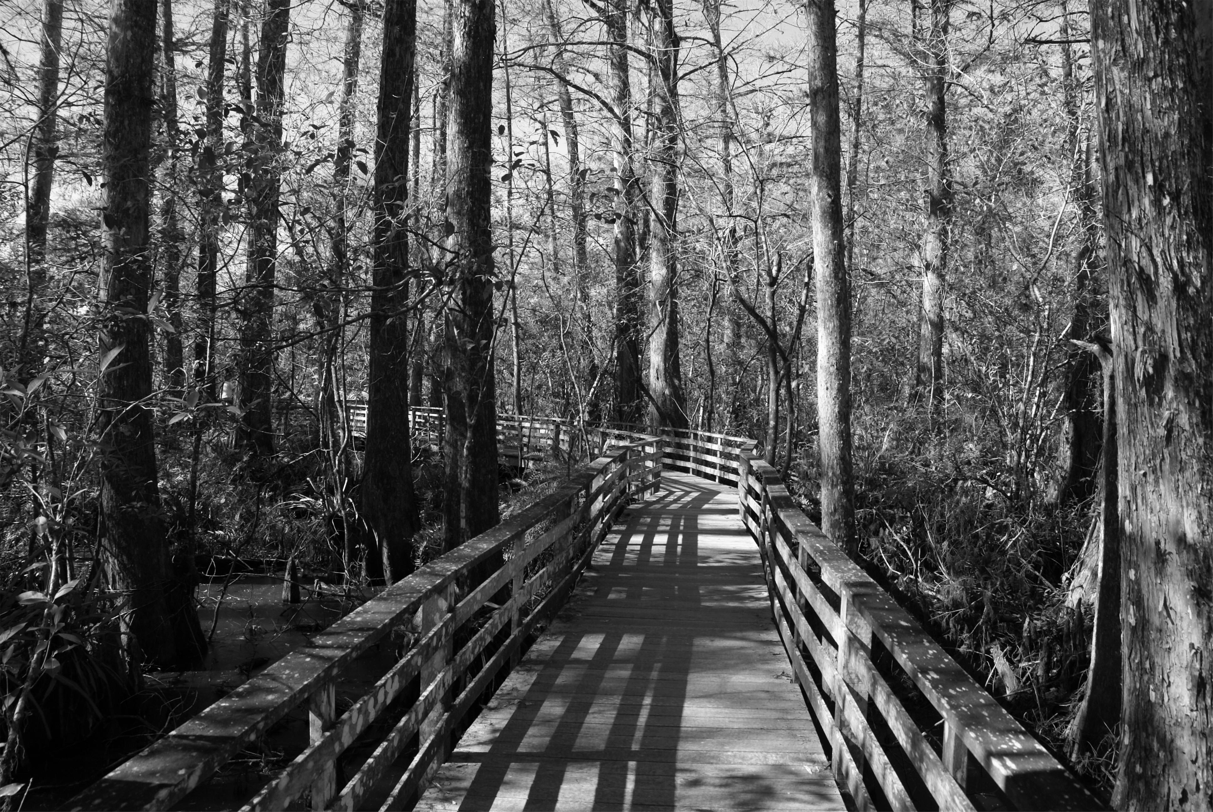 Corkscrew Swamp Sanctuary