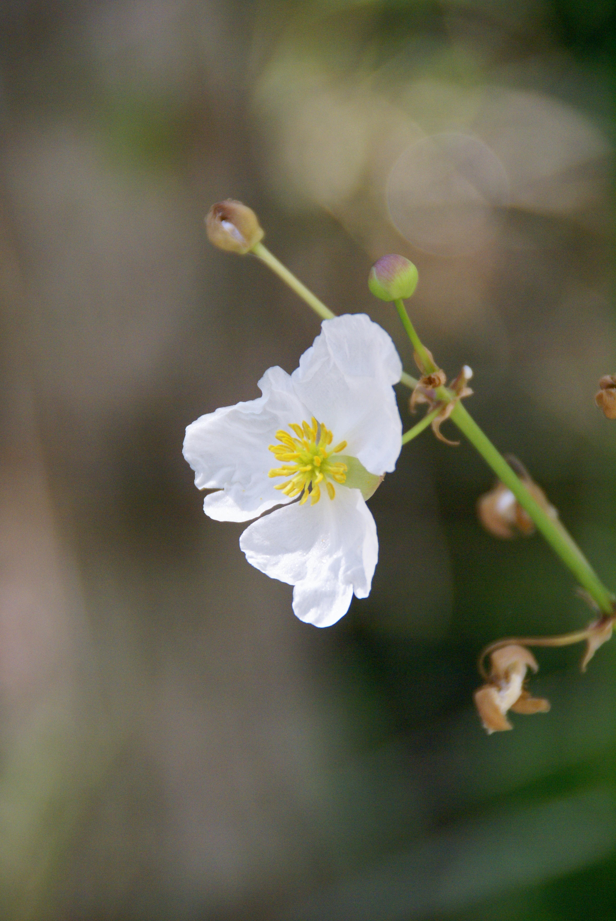 Corkscrew Swamp Sanctuary