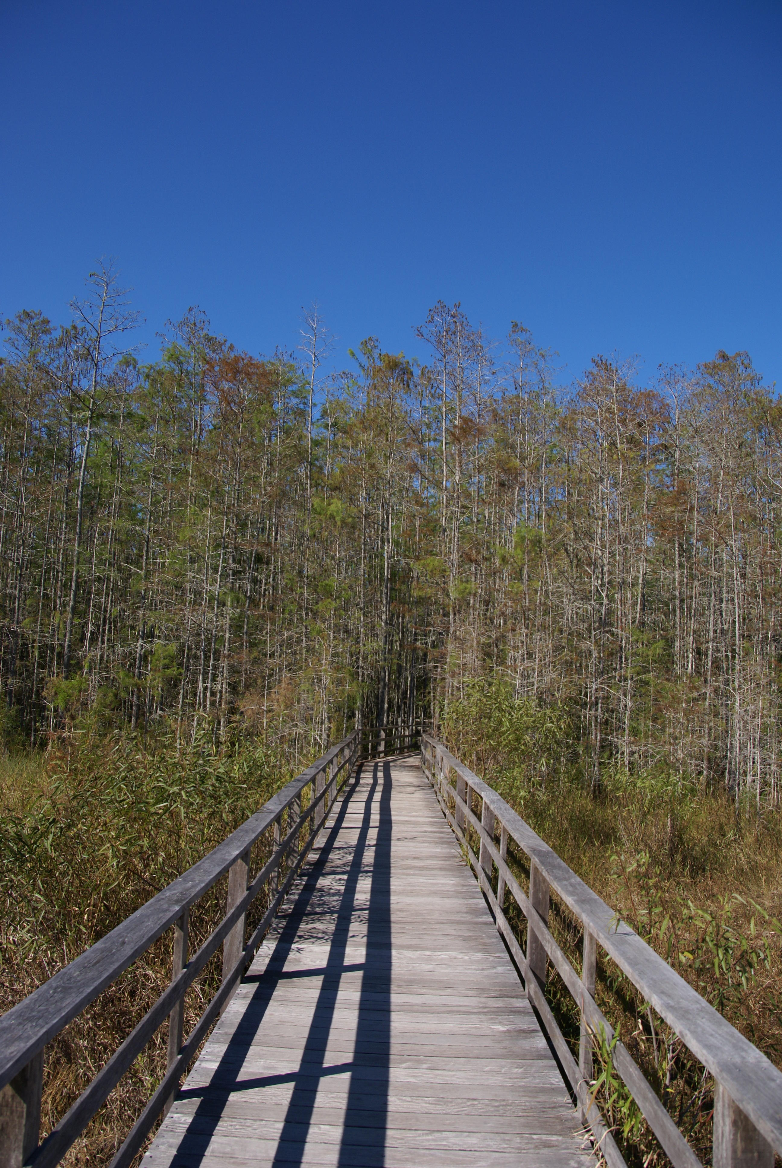 Corkscrew Swamp Sanctuary