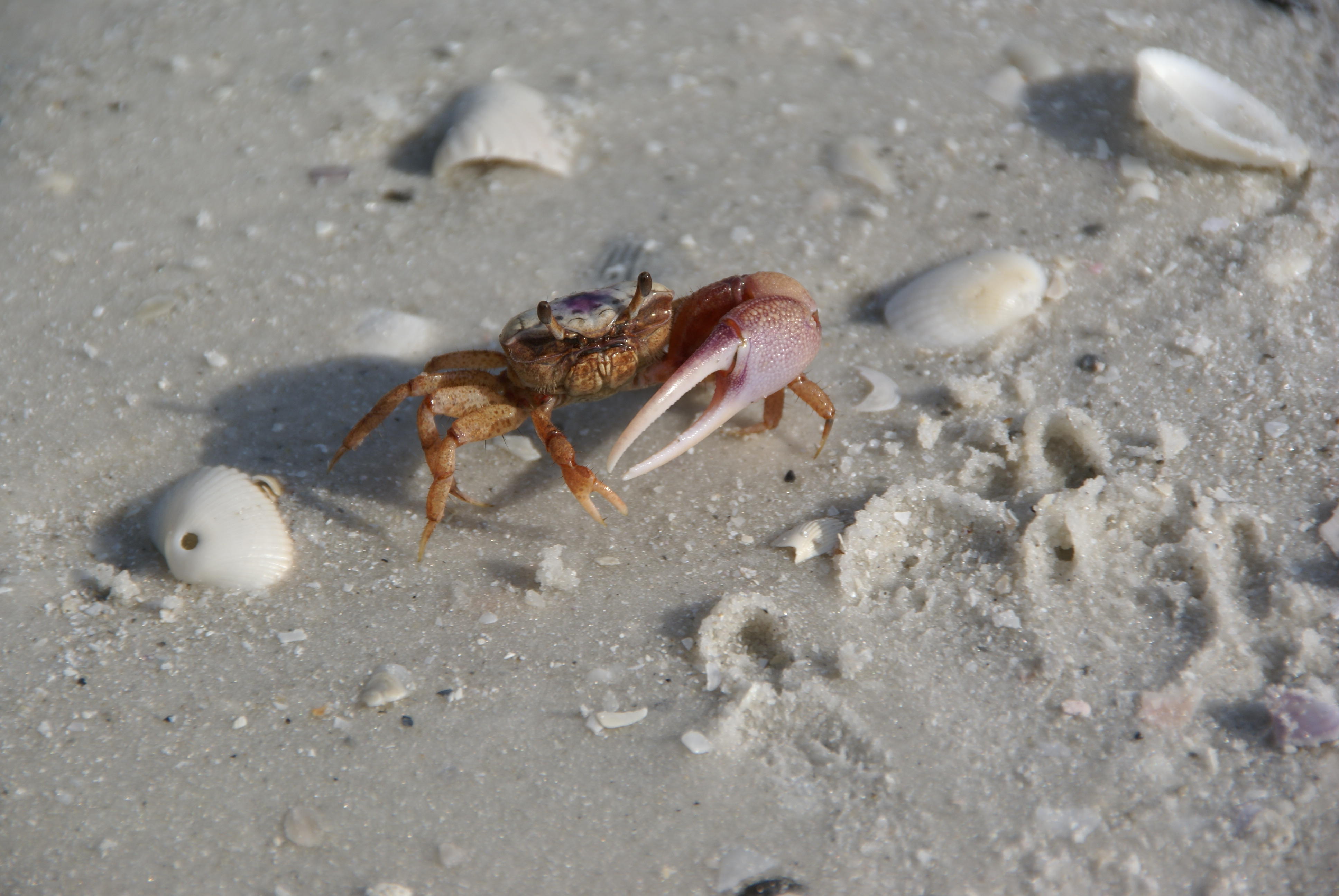 Cape Romano, Fl