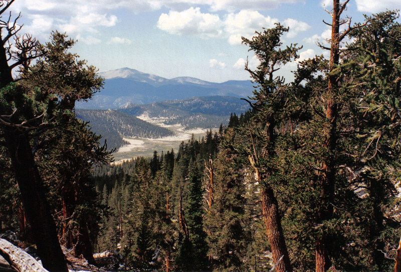Mulkey Meadow Overview, Golden Trout Wilderness