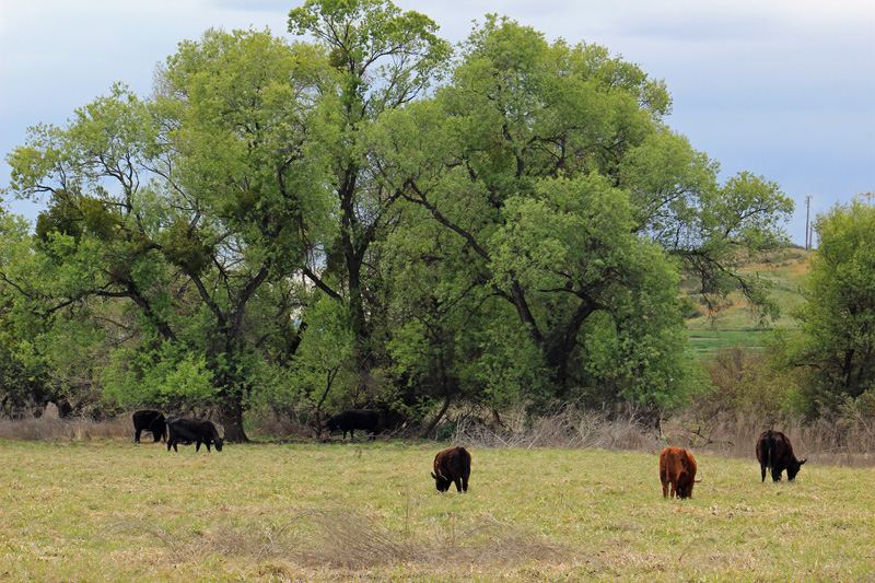 Grazing Cattle