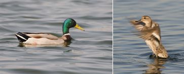 Anatidae - ducks, geese and swans (family): 19 species