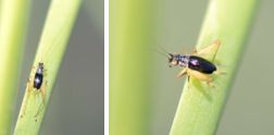 Gryllidae - True Crickets (family): 3 species