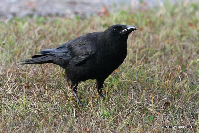 American Crow, Everglades National Park, FL, 4-23-11, Ja 9428.jpg