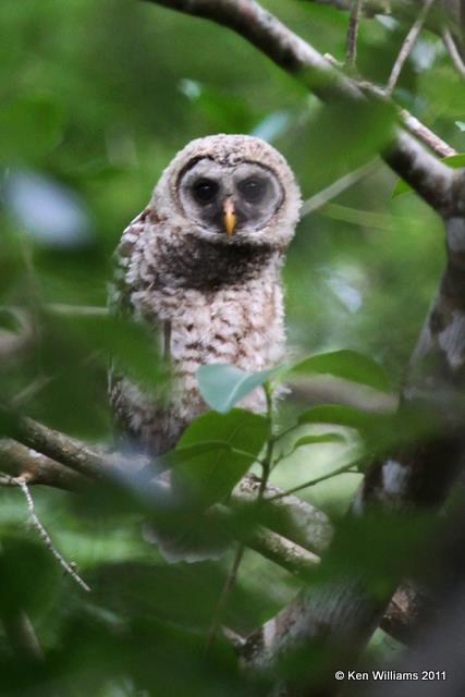 Barred Owl - juvenile, Corkscrew Swamp, FL, 4-24-11, Ja 9391.jpg