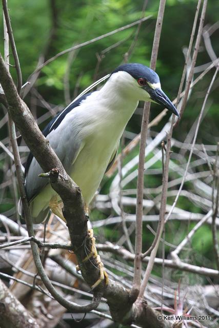 :Herons: