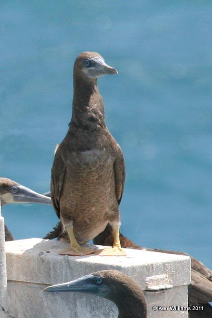 Brown Booby, Dry Tortugas National Park, FL, 4-19-11, Ja3 8400.jpg