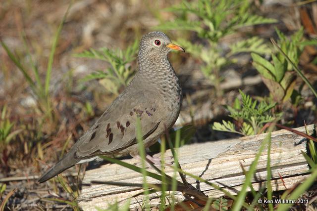 Common Ground Dove, Key West, FL, 4-18-11, Ja 8514.jpg