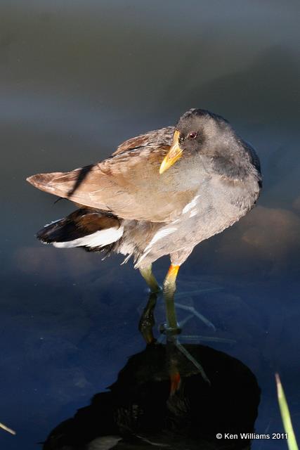 Common Gallinule - juvenile, Everglades National Park, 4-22-11, Ja 9347.jpg