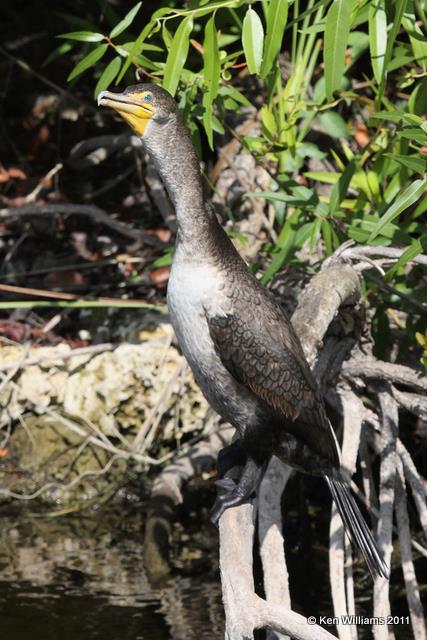 Double-crested Cormorant, Everglades National Park, FL, 4-24-11, Ja 9239.jpg