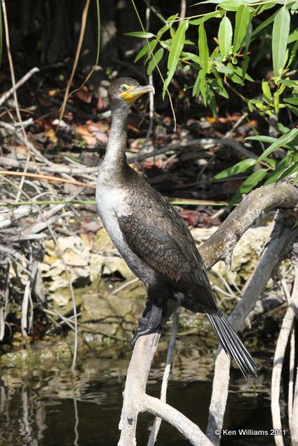 Double-crested Cormorant, Everglades National Park, FL, 4-24-11, Ja 9244.jpg