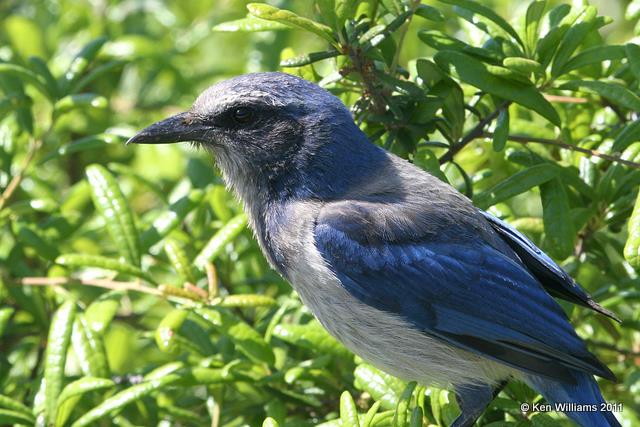 Florida Scrub-jay, Merritt Island National Wildlife Refuge, FL, 4-17-11, Ja 7588.jpg