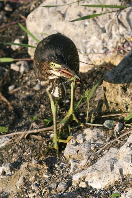 Green Heron, Everglades National Park, FL, 4-23-11, Ja 0238.jpg
