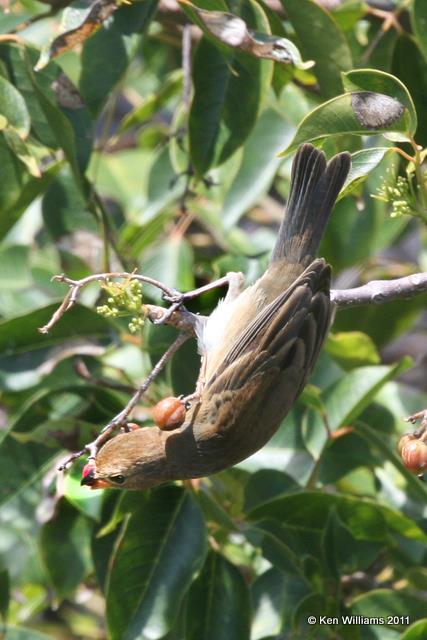 Indigo Bunting female, Dry Tortugas National Park, FL, 4-19-11, Ja 8147.jpg