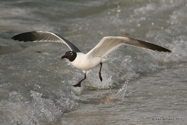 Laughing Gull - breeding plumage, Key West, FL, 4-20-11, Ja 8585.jpg