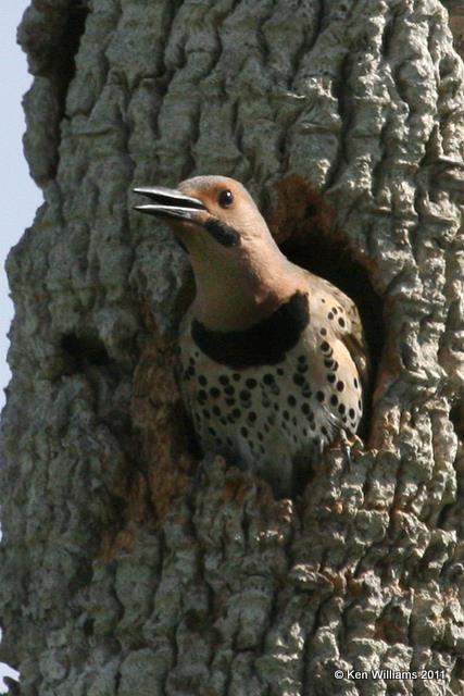 Northern Flicker - Yellow Shafted male, Everglades National Park, 4-22-11, Ja 9178.jpg