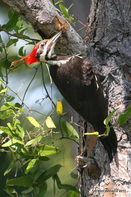 Pileated Woodpecker, Merritt Island National Wildlife Refuge, FL, 4-17-11, Ja 7476.jpg