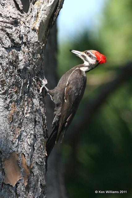 Pileated Woodpecker, Merritt Island National Wildlife Refuge, FL, 4-17-11, Ja 7487.jpg