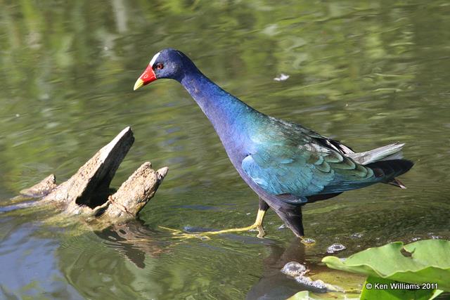 Purple Gallinule - adult breeding plumage, Everglades National Park, 4-22-11, Ja 9216.jpg