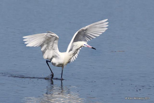 Reddish Egret - white morph, Ding Darling NWR, FL, 4-25-11, Ja 9672.jpg