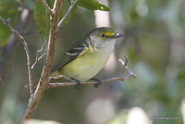 White-eyed Vireo, Dry Tortugas National Park, FL, 4-19-11, Ja 7929.jpg