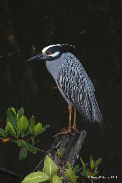 Yellow-crowned Night-Heron, Ding Darling NWR, FL, 4-25-11, Ja 9604.jpg
