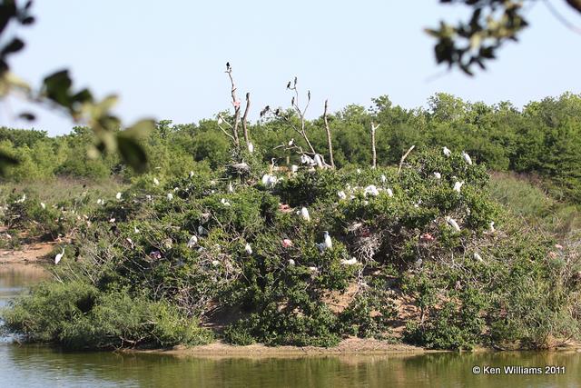 Nesting Island, Smith Oaks, High Island, TX, 4-27-11, Ja 0820.jpg